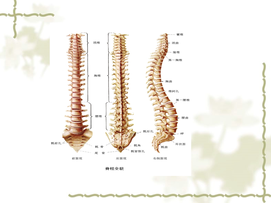 脊柱骨折的护理.ppt_第2页