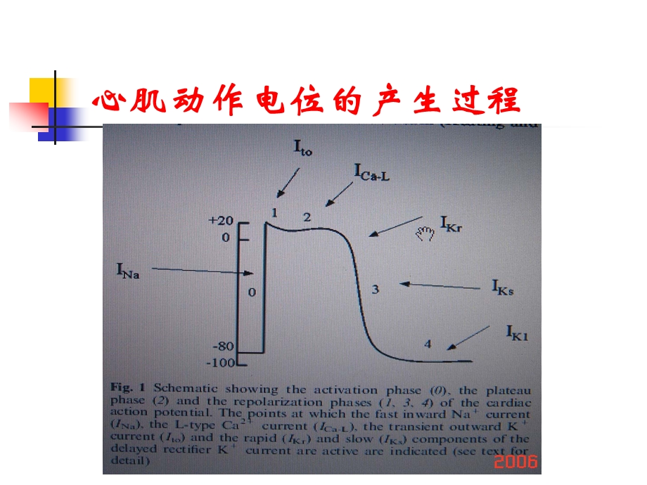 电解质与心律失常治疗.ppt_第2页