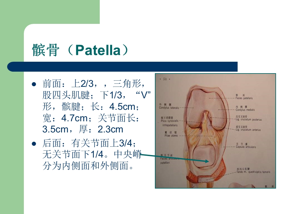 髌股关节紊乱-(NXPowerLite).ppt_第2页