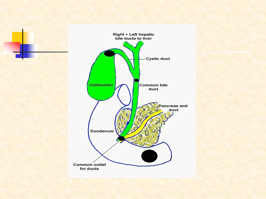 腹部疾病胆道疾病《外科学》.ppt_第3页
