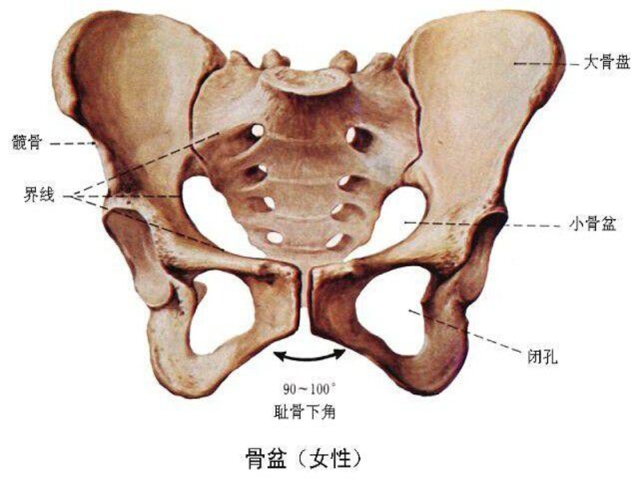 骨盆骨折围手术期护理.ppt_第3页