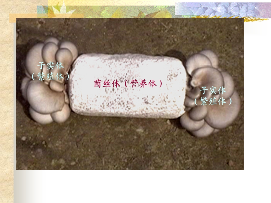 食用菌的生物学特.ppt_第3页