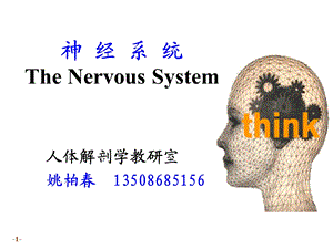 系统解剖学教学资料 n系总论脊髓.ppt