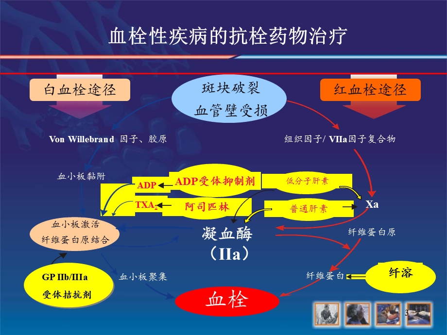 急性冠脉综合征ACS抗凝治疗.ppt_第3页