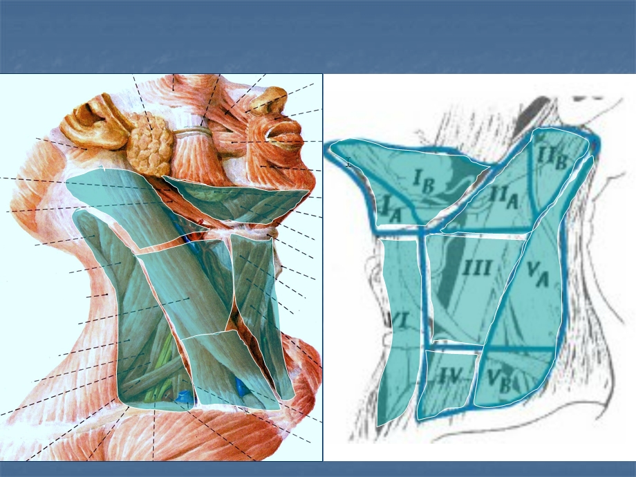 颈部淋巴结分组勾画.ppt_第3页