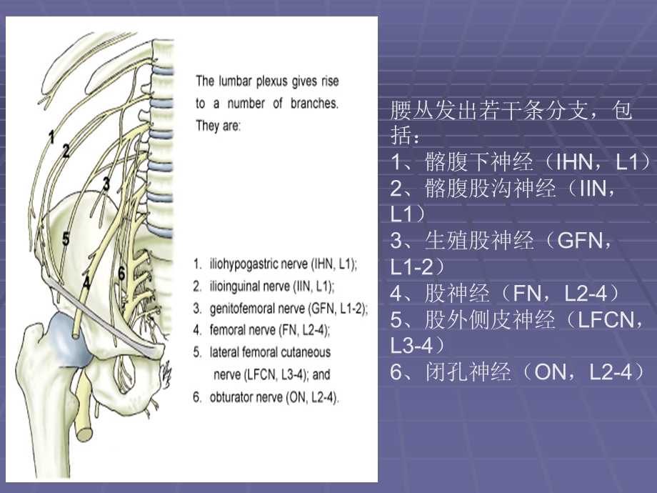 超声引导下椎旁神经阻滞-腰丛阻滞.ppt_第3页