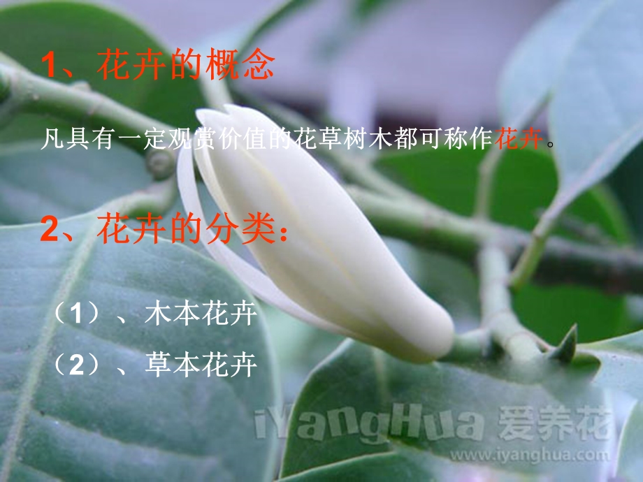 认识常见花卉.ppt_第2页