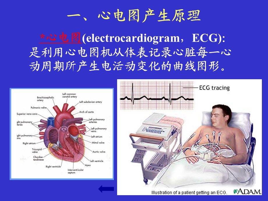 临床诊断学周蕾心电图学总课件.ppt_第3页