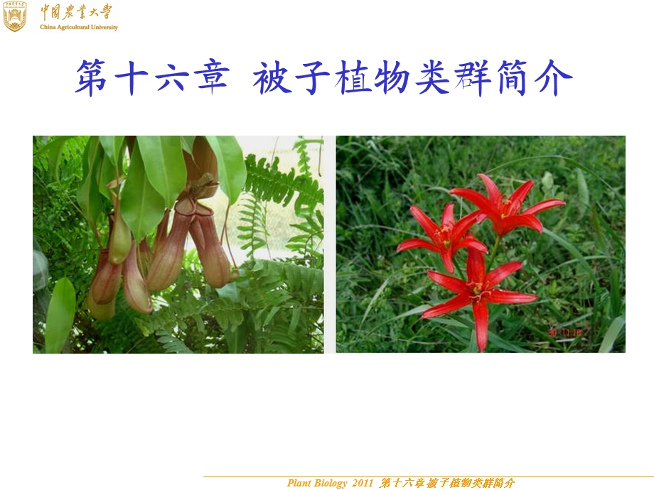 被子植物主要类群简介.ppt_第1页