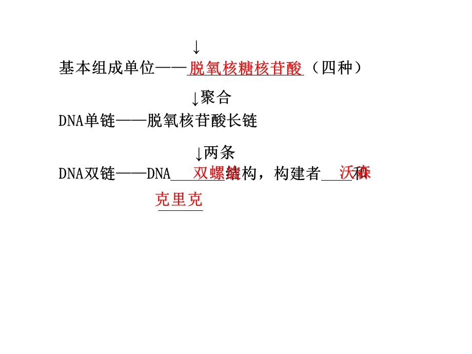 高三复习DNA分子的结构、复制及基因.ppt_第2页