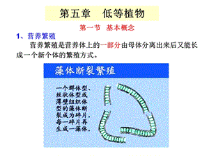 药用植物学课件-低等植物.ppt