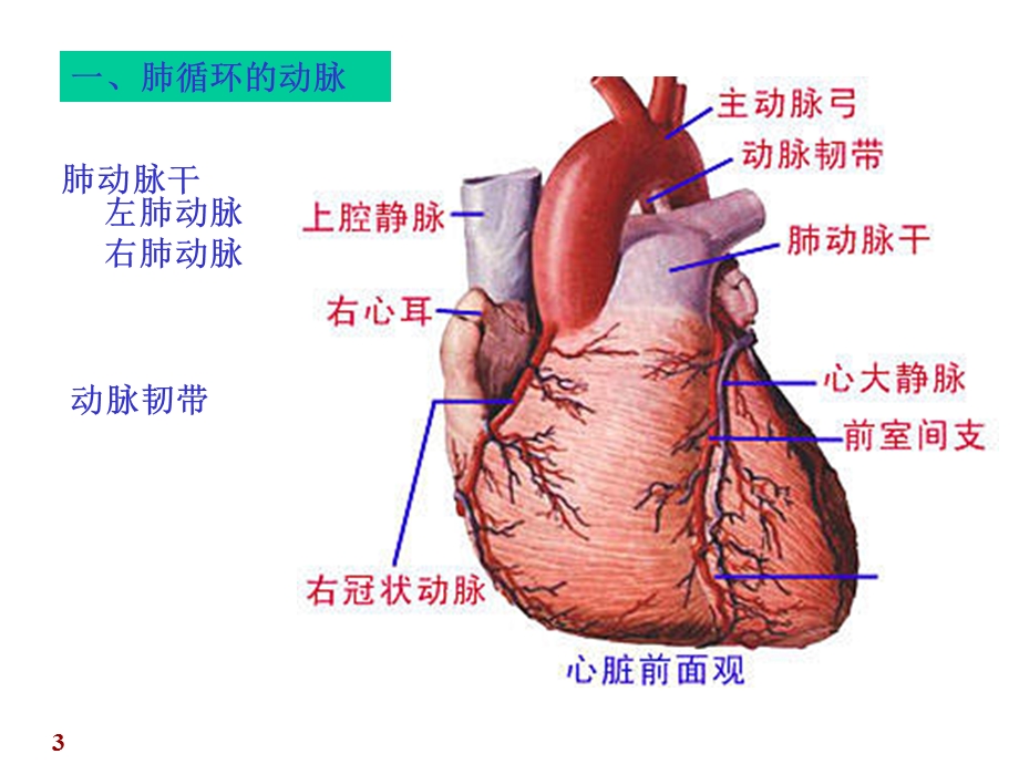 脉管系统肺循环和体循环的动脉解剖.ppt_第3页