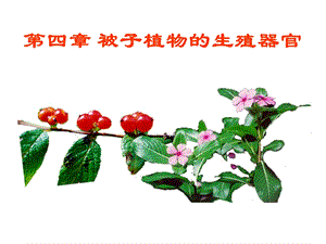 被子植物生殖器官.ppt