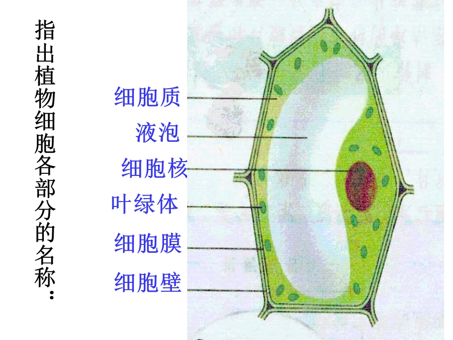 观察生物的结构复习课.ppt_第3页