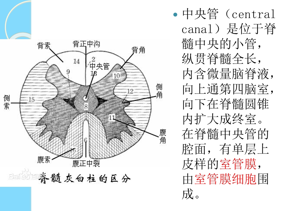 脊髓空洞症与中央管扩张.ppt_第2页