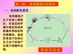 食用菌的生活条件.ppt