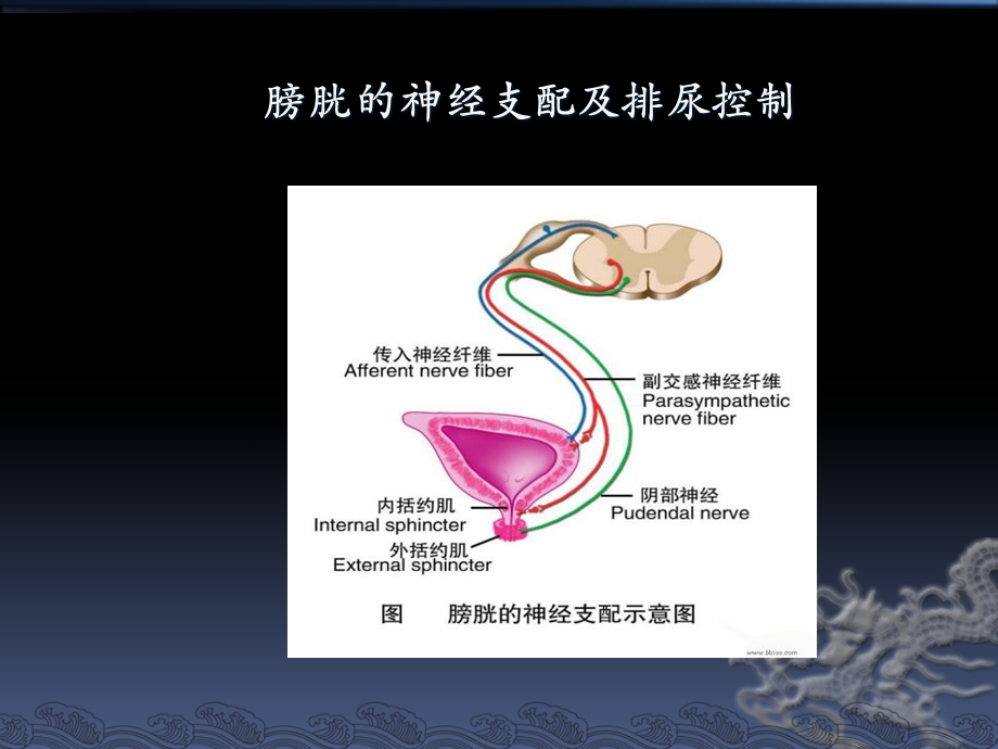 盆腔解剖与保留神经的腹腔镜下广泛子宫切除术.ppt_第3页