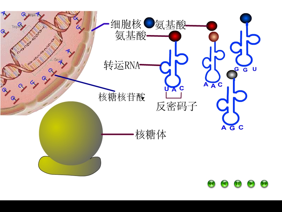 高一生物基因对性状的控制.ppt_第2页