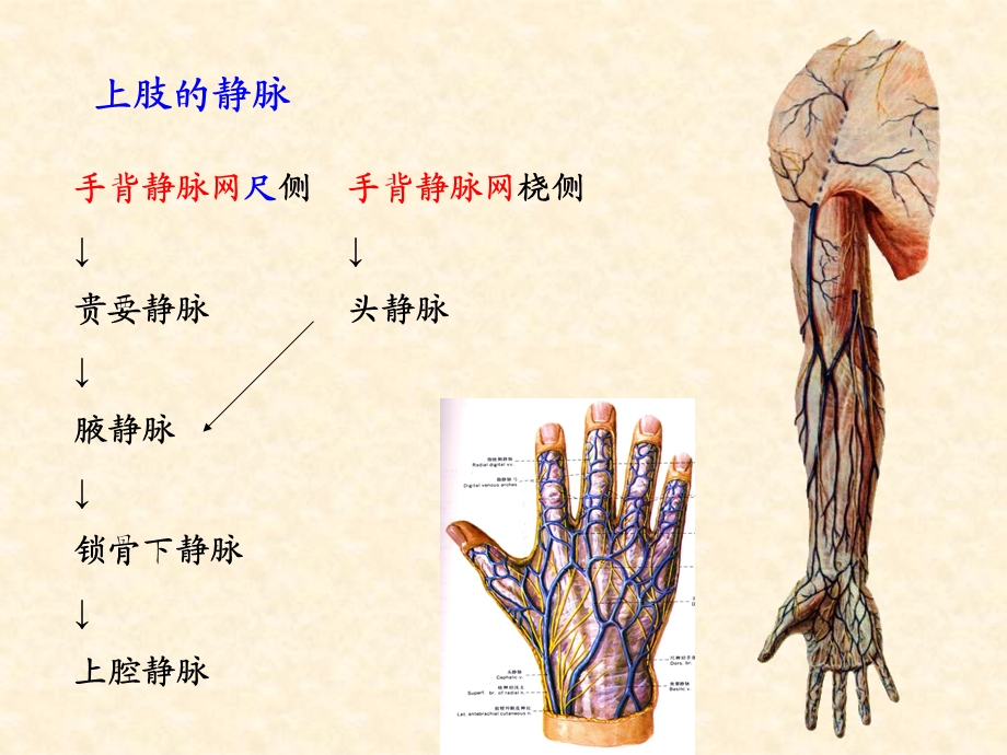 上肢 PP课件.ppt_第3页