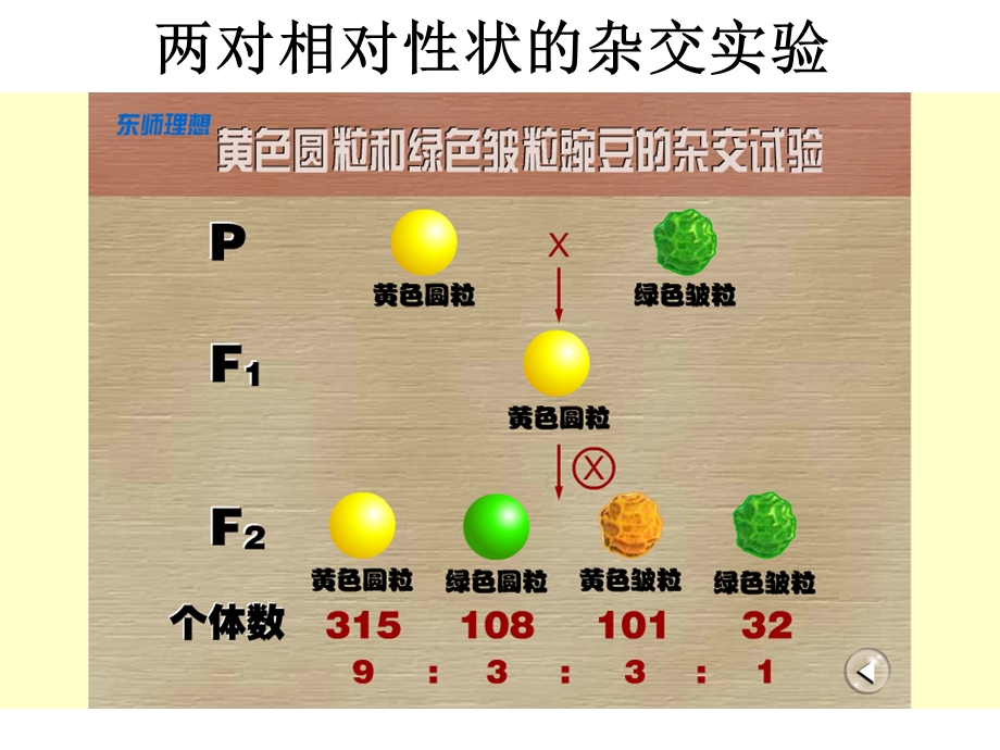 1.2孟德尔的豌豆杂交实验课件6.ppt_第2页