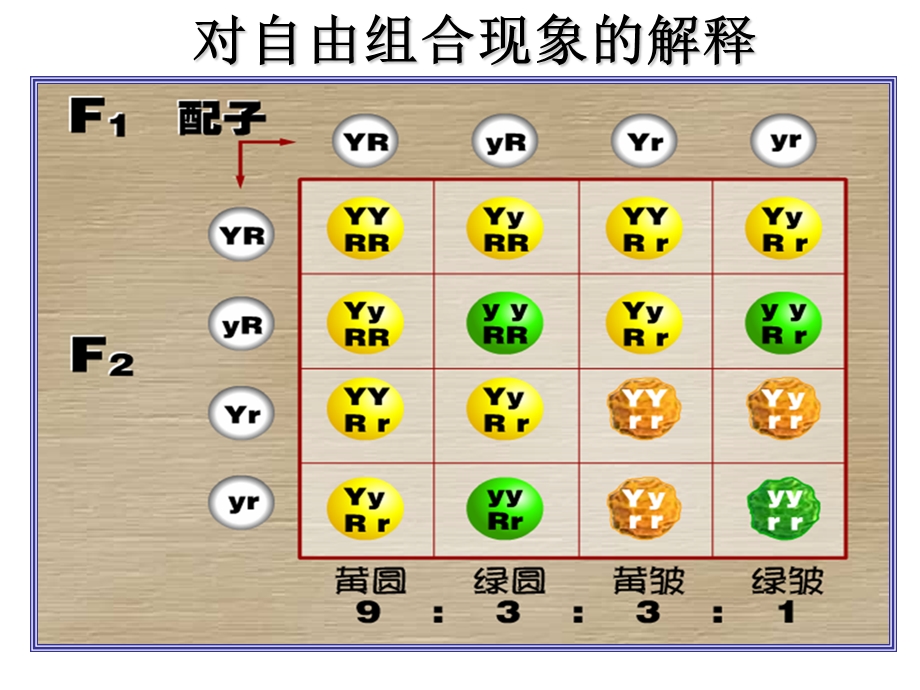 1.2孟德尔的豌豆杂交实验课件6.ppt_第3页