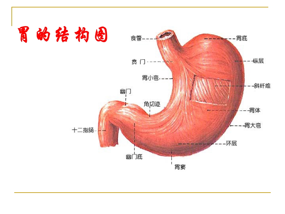 脾胃病的饮食调理和中医治疗.ppt_第2页