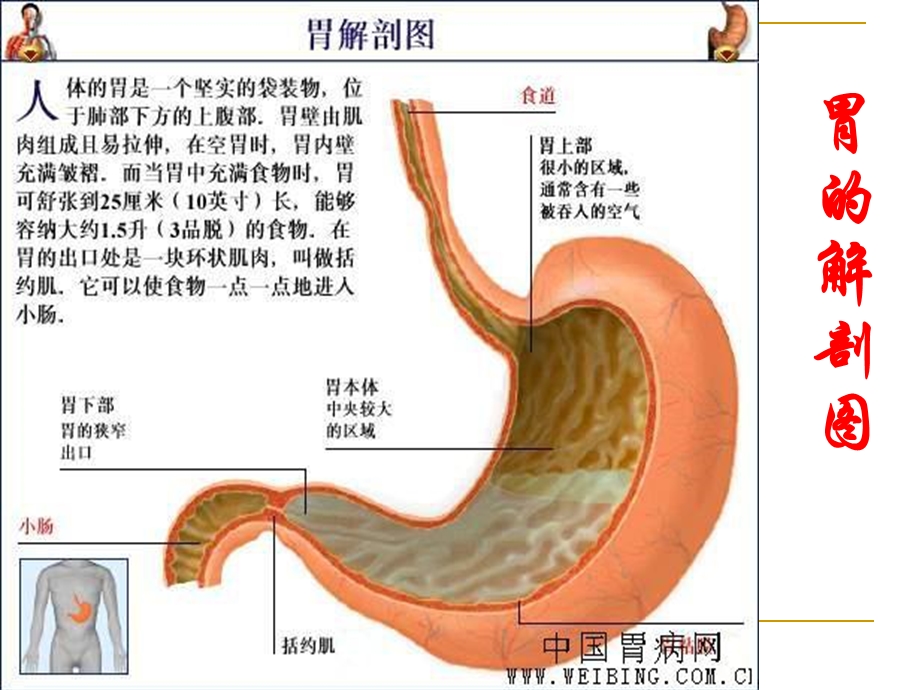 脾胃病的饮食调理和中医治疗.ppt_第3页