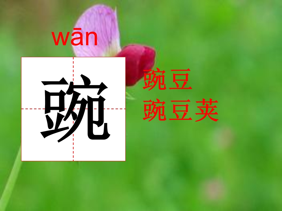 一颗小豌豆课件PPT.ppt_第3页