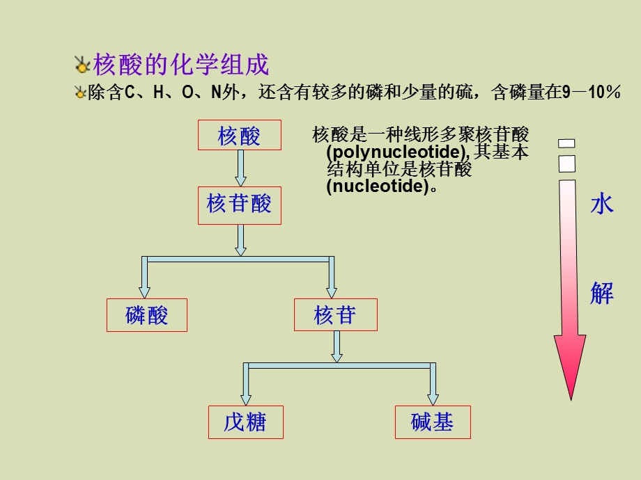 蛋白质与核酸.ppt_第3页