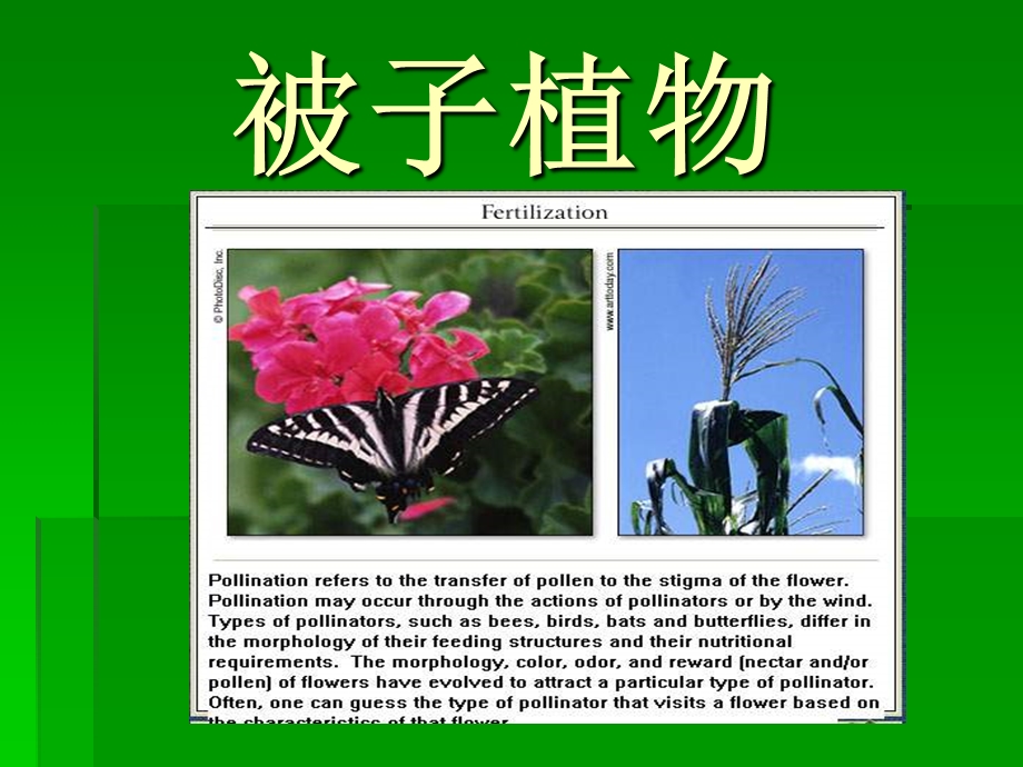 被子植物的主要特征.ppt_第2页