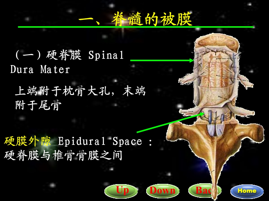 脑和脊髓的背膜、血管、脑脊液循环、内分泌.ppt_第2页