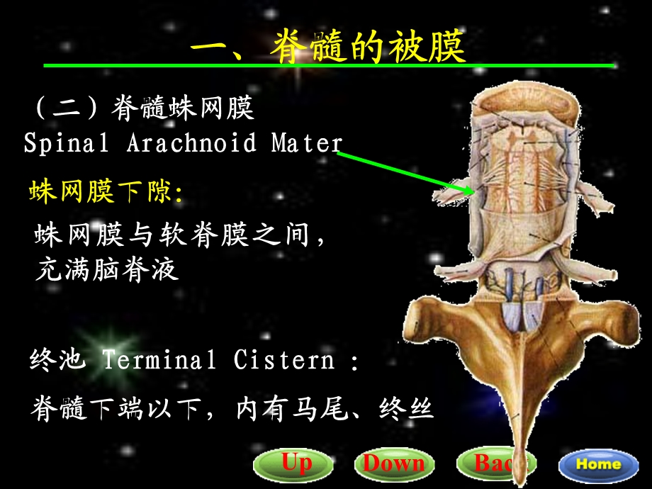 脑和脊髓的背膜、血管、脑脊液循环、内分泌.ppt_第3页