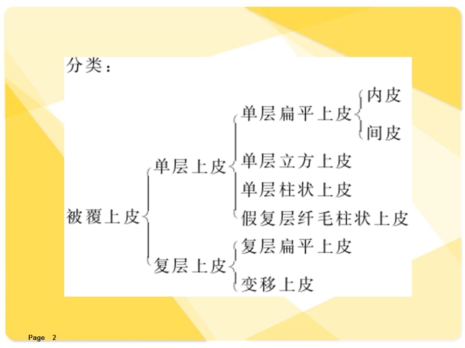 解剖学课件基本组织.ppt_第2页