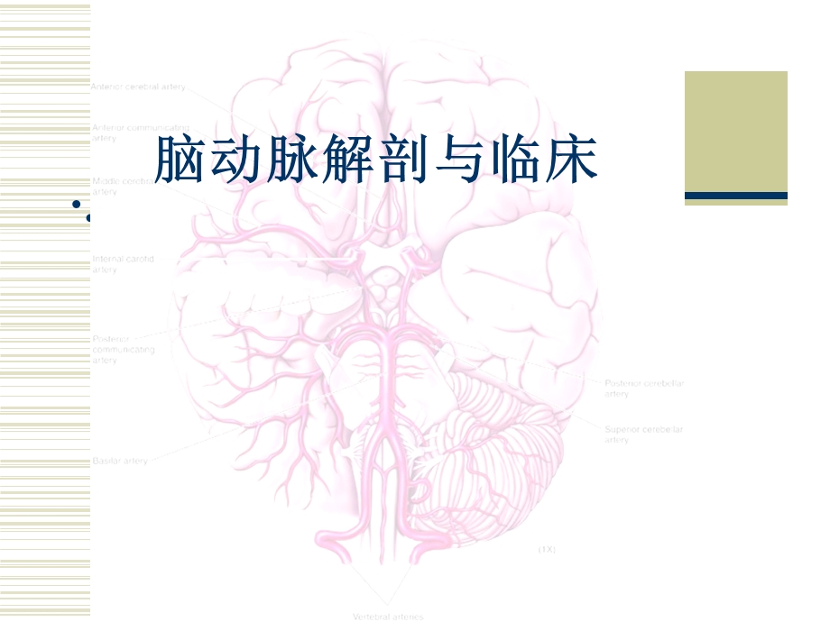 脑动脉解剖与临床.ppt_第1页