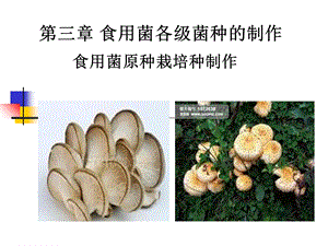 食用菌各级菌种的制作.ppt