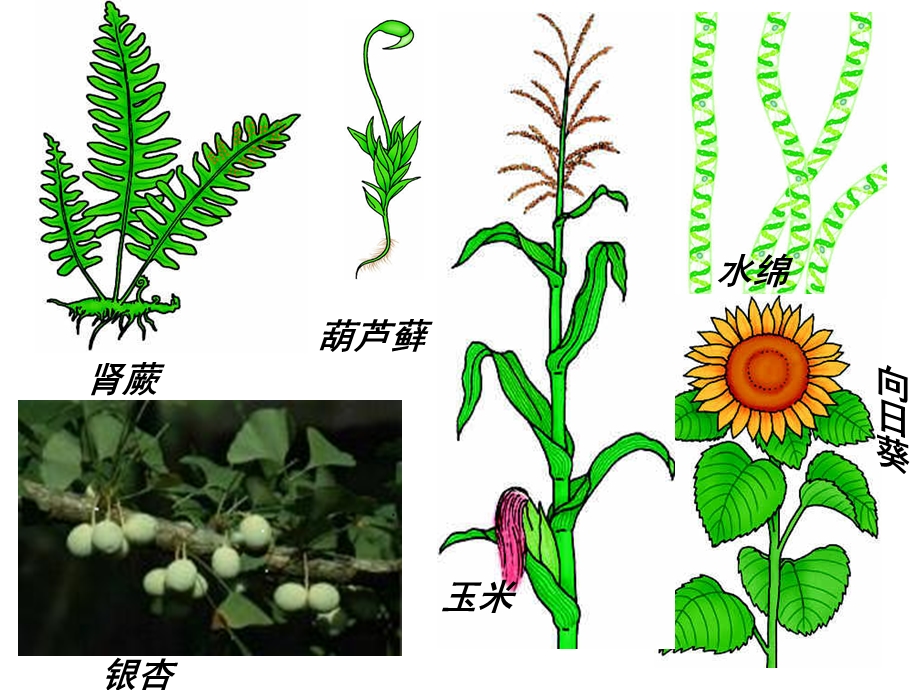 被子植物和裸子植物.ppt_第2页