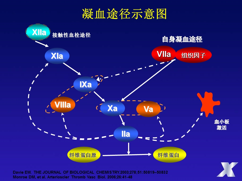 非华法林抗凝治疗：有合适的替代物吗项美香.ppt_第2页