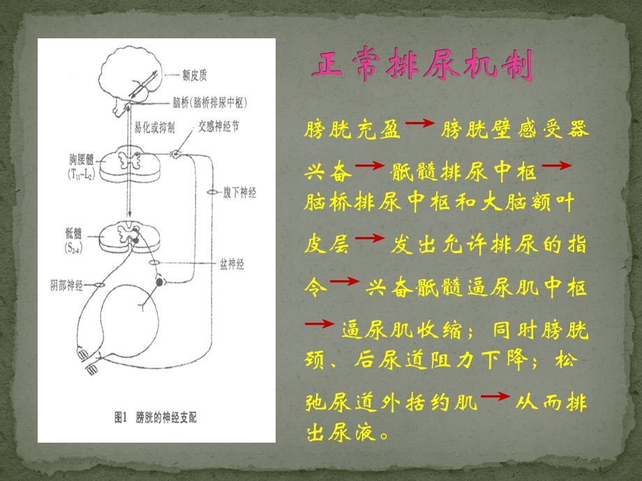 脊髓损伤后神经源性膀胱的功能训练.ppt_第3页