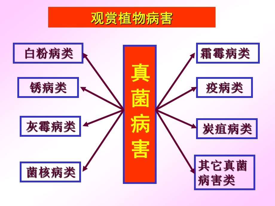 观赏植物病害各论简化版.ppt_第2页