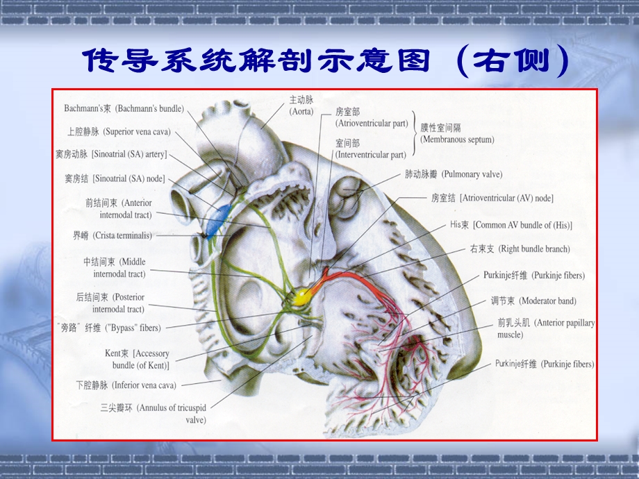 起搏器心电图教学课件.ppt_第2页