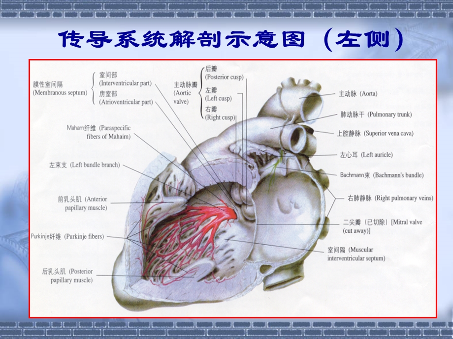 起搏器心电图教学课件.ppt_第3页