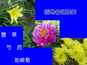 花卉学之露地宿根花卉.ppt