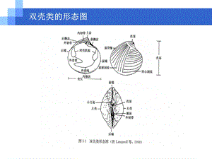 软体动物的分类-双壳类.ppt