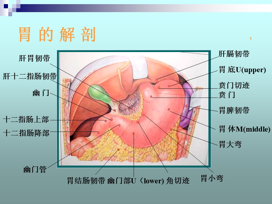 胃十二指肠溃疡急性穿孔.ppt_第2页