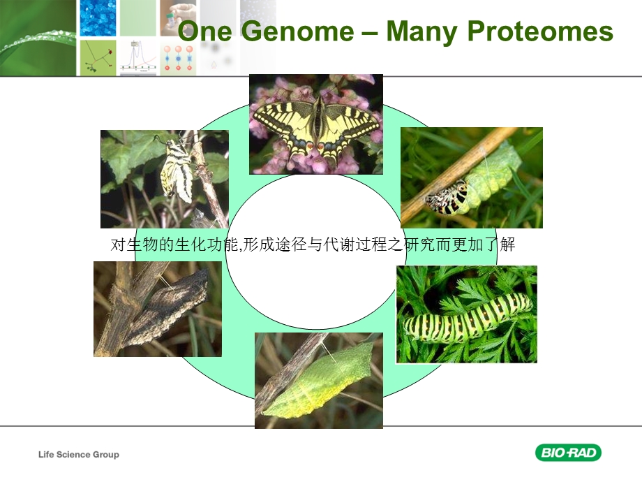 蛋白质组学研究介绍结合双向电泳.ppt_第2页