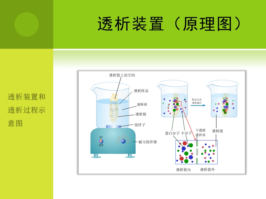 蛋白质的透析实验.ppt_第3页