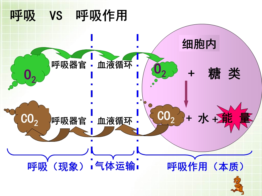 高三复习光合作用呼吸作用.ppt_第3页