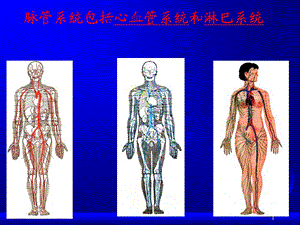 脉管系统总论和心脏.ppt