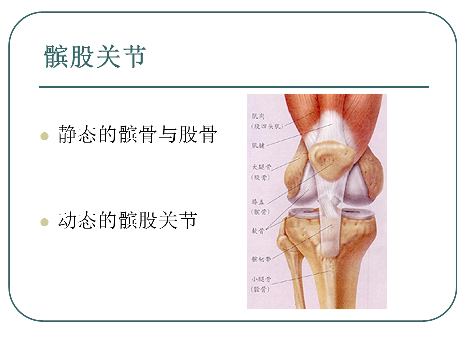 髌股关节生物力学浅识.ppt_第2页