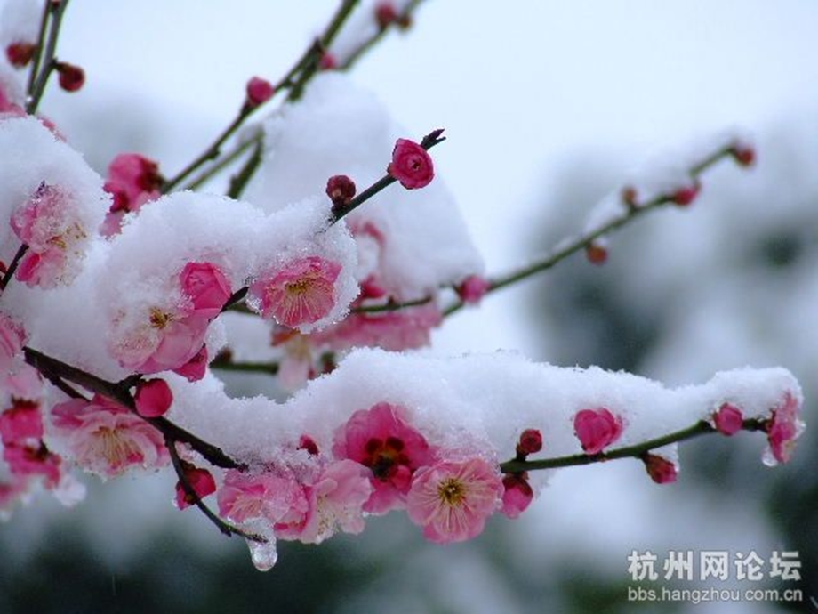 12看雪12.ppt_第2页